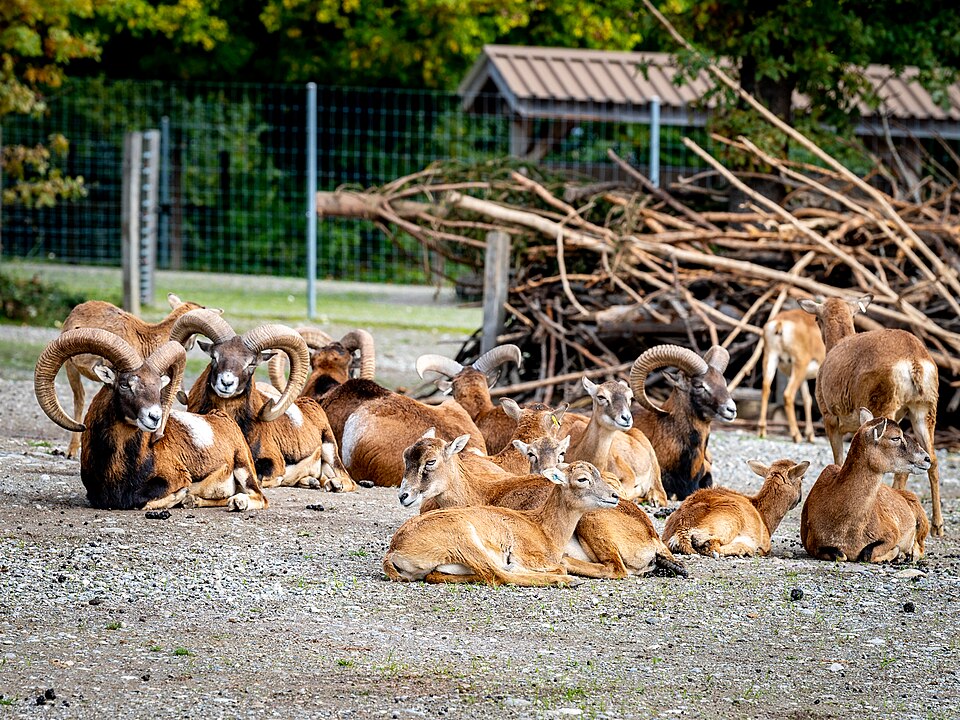 Wildpark Bruderhaus