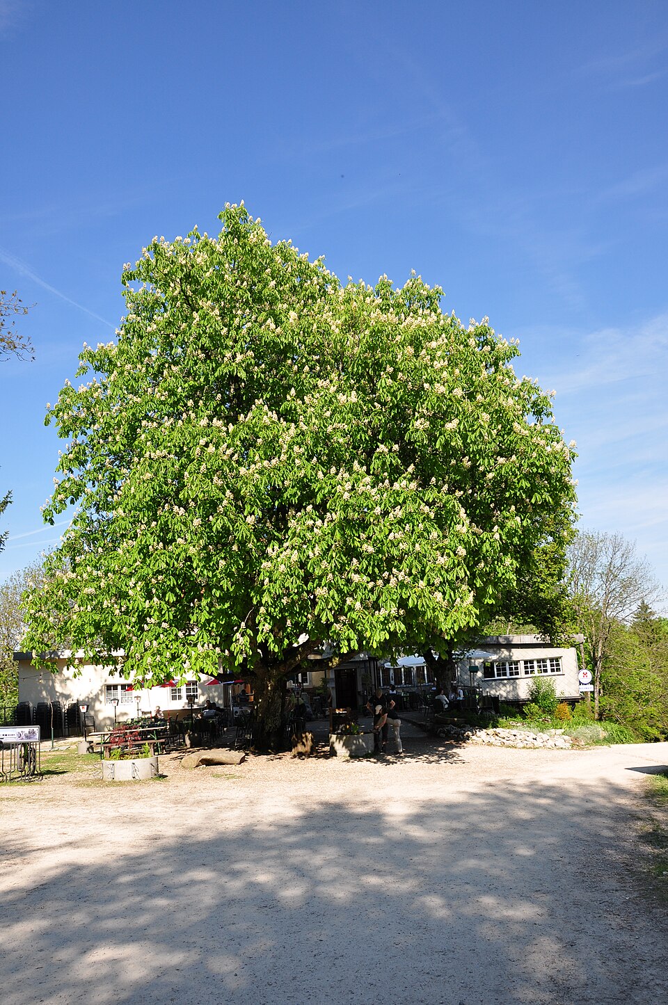 Hochwacht Laegern