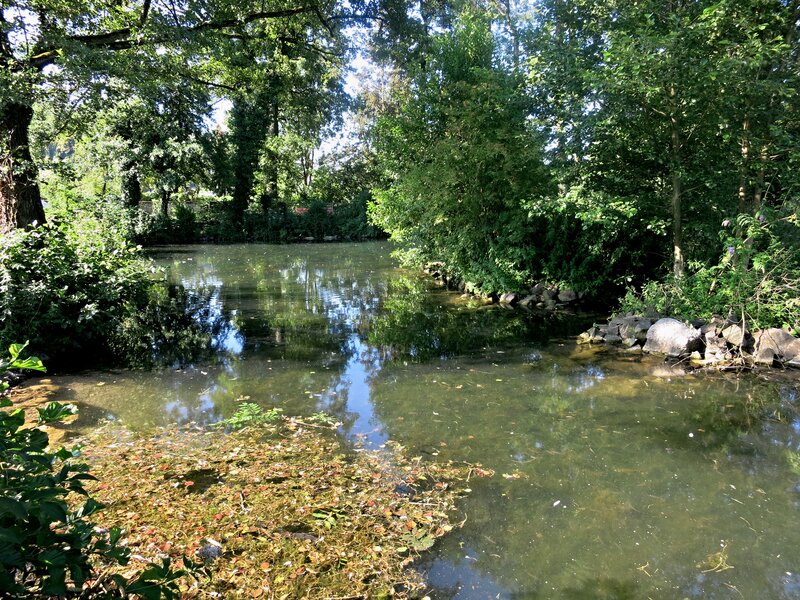 Stadtweiher Bülach