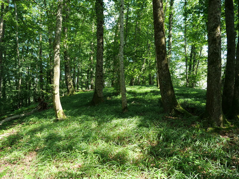 Burgstelle Mangoldsburg