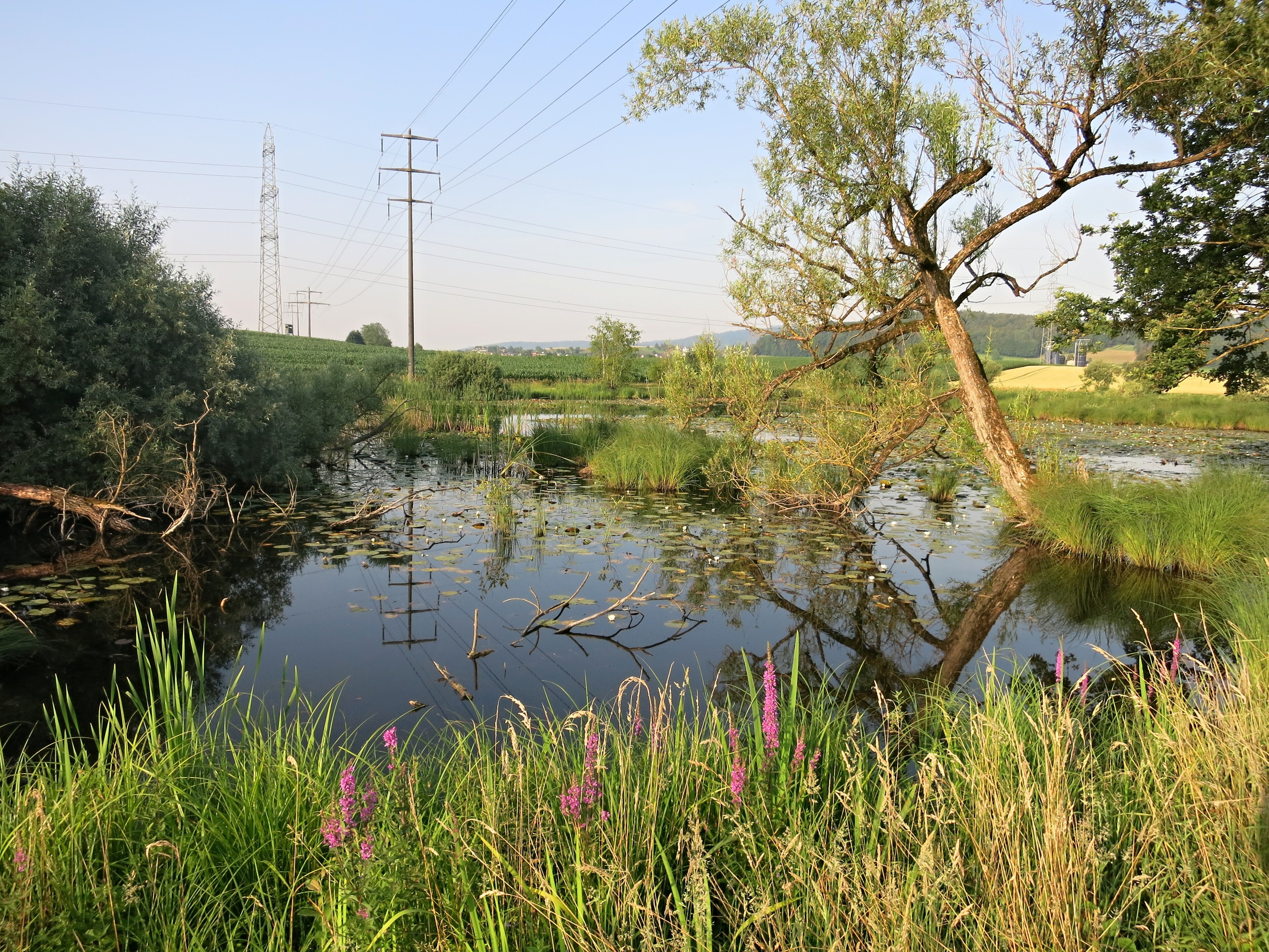 Naturschutzgebiet Stadlersee